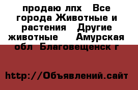 продаю лпх - Все города Животные и растения » Другие животные   . Амурская обл.,Благовещенск г.